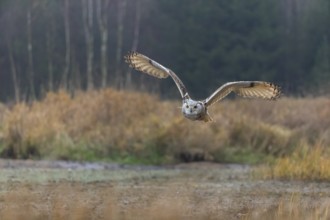 One Siberian Eagle Owl (Bubo bubo sibiricus) flying over tall reed grass lakeshore on an autumnal