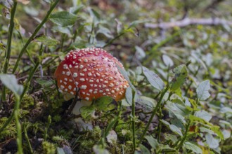 One fly agaric or fly amanita (Amanita muscaria), standing in the Seebach valley, Mallnitz,
