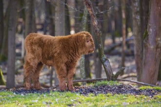 One Highland calf (Bos (primigenius) taurus) stands at a forest edge