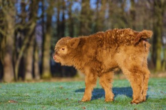 One Highland calf (Bos (primigenius) taurus) stands on a meadow. A forest in the background
