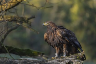 One golden eagle (Aquila chrysaetos) sitting on a broken and rotting log with fall foliage in the