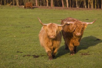 One Highland bull and a cow (Bos (primigenius) taurus) walk over a pasture