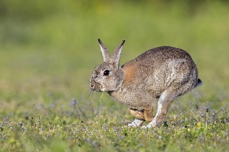 European rabbit, common rabbit (Oryctolagus cuniculus) running in meadow, grassland in spring