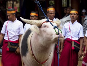 White water buffalo at a funeral service in Tana Toraja, Rantepao, Sulawesi, Indonesia, Asia