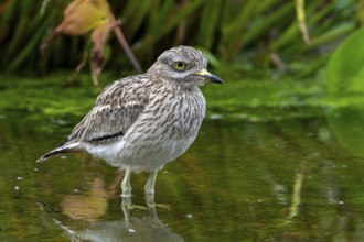 Eurasian stone-curlew, Eurasian thick-knee (Burhinus oedicnemus) foraging in shallow water of pond