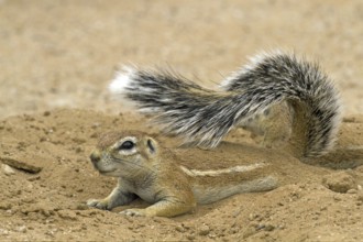 Ground squirrel, (Xerus inauris) Kalahari, South Africa, Africa, Africa