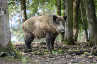 Wild boar (Sus scrofa), boar, Vulkaneifel, Rhineland-Palatinate, Germany, Europe