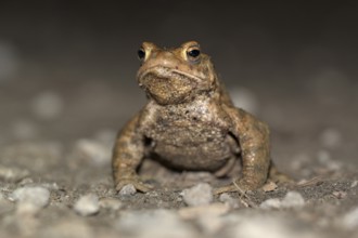 Common toad (Bufo bufo), single male, on the way to spawning waters, evening, toad migration,
