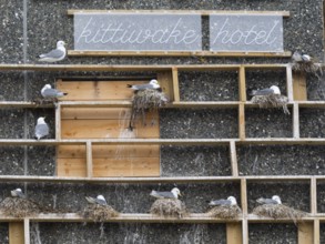 Black-legged kittiwake (Rissa tridactyla), breeding birds using wooden nesting construction,