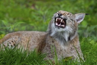 Sleepy Eurasian lynx (Lynx lynx) yawning and showing large fangs, canines in meadow
