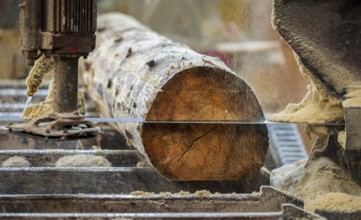 Solingen, North Rhine-Westphalia, Germany - Spruce logs, here spruce wood infested by bark beetles,