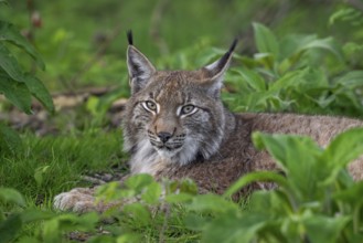 Eurasian lynx (Lynx lynx) resting in undergrowth of forest