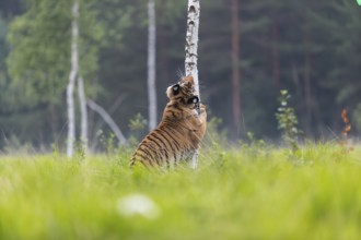 One young female Siberian Tiger, Panthera tigris altaica, sharpening its claws on a small birch