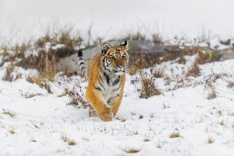 One young Siberian Tiger, Panthera tigris altaica, running over snowy meadow with dense fog in the