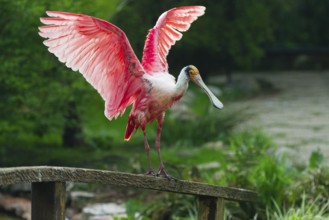 Roseate Spoonbill (Platalea ajaja), adult bird perched on a fence, flapping its wings, native to