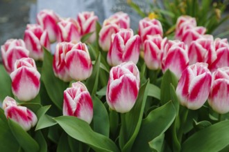 Gönningen tulip blossom, tulips (Tulipa), flowers, white, red, two-coloured blossoms, spring