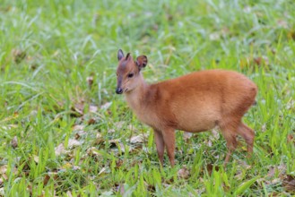 A young red forest duiker, Natal duiker or Natal red duiker (Cephalophus natalensis) grazes on a