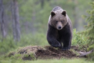 Brown bear (Ursus arctos) in the Finnish taiga, Kuusamo, Finland, Europe