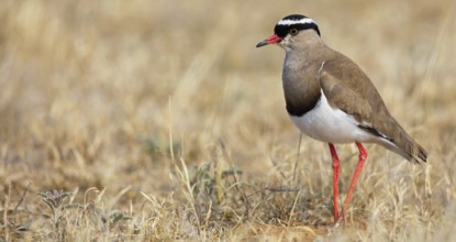 Crowned Lapwing, (Vanellus coronatu), Wakkerstrom surroundings, Wakkerstrom, Mpumalanga, South