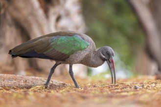 Hadada ibis (Bostrychia hagedash) Family of ibises and spoonbills, foraging, poking in the ground,