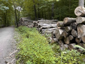 Stacked cut down tree trunks on the edge of a forest path, in the background trees forest,
