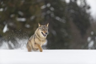 One male eurasian gray wolf (Canis lupus lupus) running thru deep snow with a forest in the