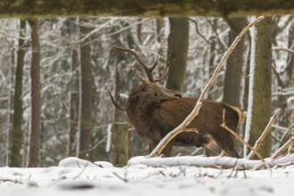One Red Deer stag standing in a snow covered dense forest in winter