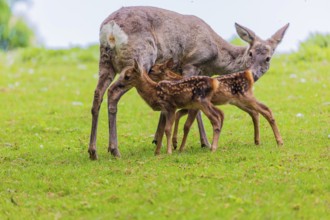 One female Roe Deer, (Capreolus capreolus), stands on a meadow with her two fawns