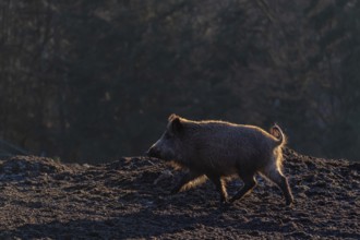 One wild boar or wild pig (Sus scrofa) walking over an opening. Strong backlit condition