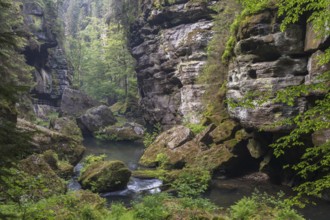 Flowing water with ferns and rocks in the Wild Gorge, river Kamnitz, Hrensko, Ustecky kraj, Czech