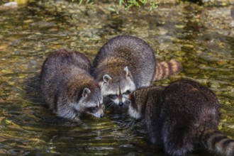 Three adult Raccoons, Procyon lotor, stand in the shallow water of a creek searching for food