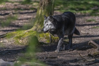 One Timberwolf, Canis lupus lycaon, walking through a forest Trees and green grass in the