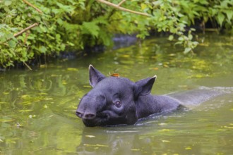 A Malayan tapir (Acrocodia indica) swims in a river. Dense riparian vegetation is in the background