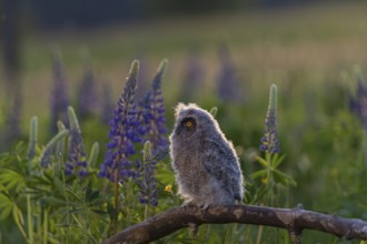 One young long-eared owl (Asio otus), sitting on a branch that is lying in a field of flowering