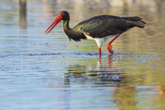 Black stork (Ciconia nigra), searching for food in the water, Lesbos Island, Greece, Europe