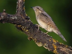 Wryneck on perch, (Jynx torquilla), Ormoz area, Ormoz, Podravska, Slovenia, Europe