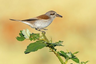 Red-backed shrike (Lanius collurio), female with prey, Hockenheim, Baden-Württemberg, Germany,