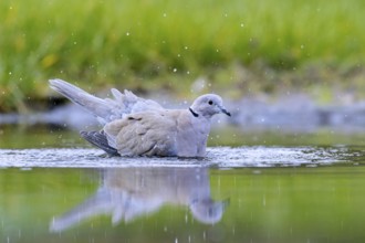 Eurasian collared dove (Streptopelia decaocto) bathing in shallow water of pond