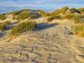 Amrum Island, landscape Germany, dune, dunes, grass, structure, form, vegetation, Amrum, Amrum