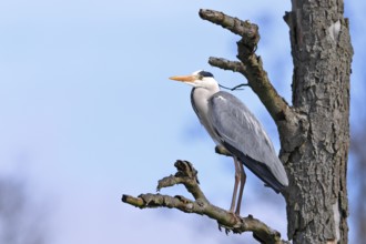 Grey heron (Ardea cinerea), animal resting on a dead tree, Flusslandschaft Peenetal nature park