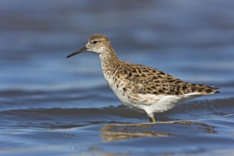 Ruff (Philomachus pugnax), female, Narew, Bialystok, Podlasie, Poland, Europe