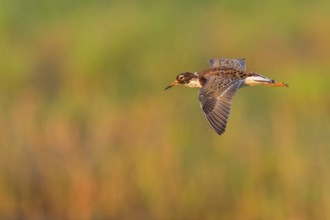 Ruff (Philomachus pugnax), male, flight photo, Narew, Bialystok, Podlasie, Poland, Europe