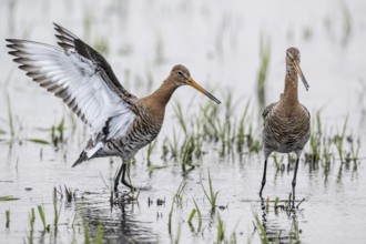 Black-tailed godwits (Limosa limosa), Lower Saxony, Germany, Europe