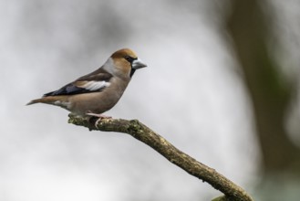 Hawfinch (Coccothraustes coccothraustes), Emsland, Lower Saxony, Germany, Europe
