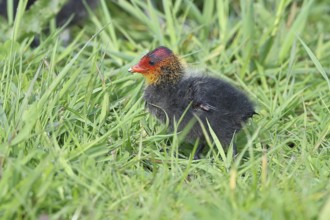 Eurasian Coot, Coot Rail, (Fulica atra), chick in the shore vegetation, Dümmer, Lake Dümmer,
