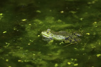 Edible frog (Pelophylax esculentus) in a little lake in the water, Bavaria, Germany, Europe