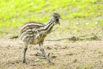Emu (Dromaius novaehollandiae) youngsters on the ground, Bavaria, Germany, Europe