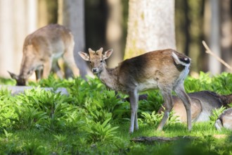 Fallow deer (Dama dama) buck, in a forest, Bavaria, Germany, Europe