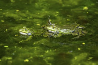 Edible frog (Pelophylax esculentus) in a little lake in the water, Bavaria, Germany, Europe