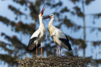 Two storks on a nest interacting with each other in front of a blue sky, White Stork (Ciconia